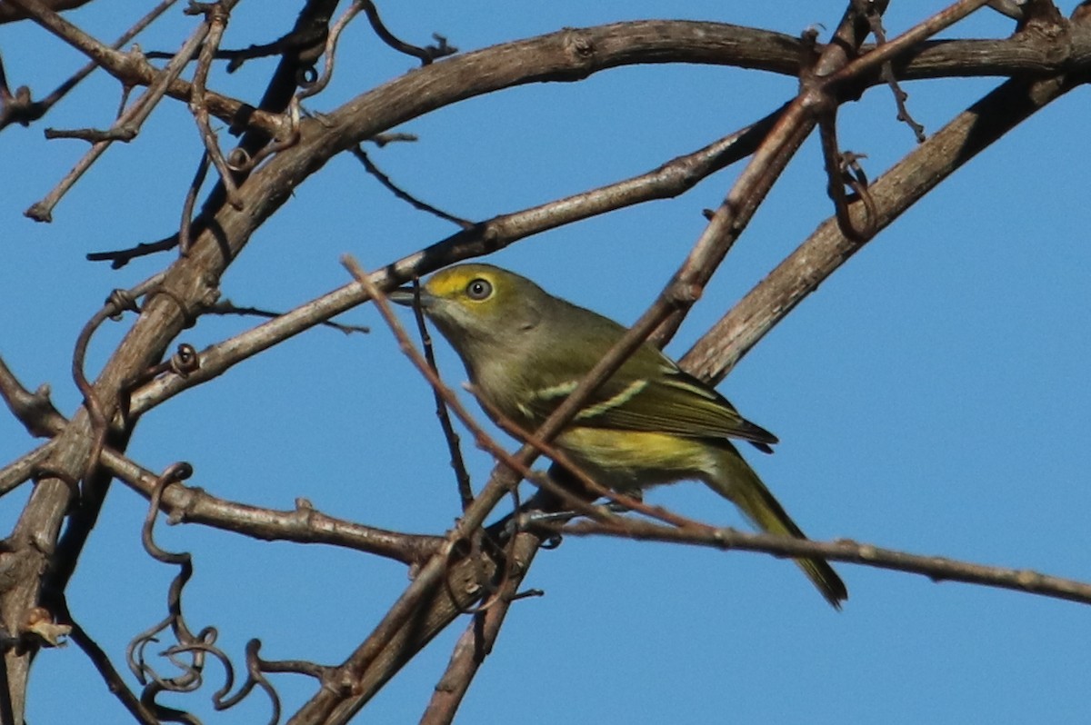 White-eyed Vireo - Mark Scheuerman