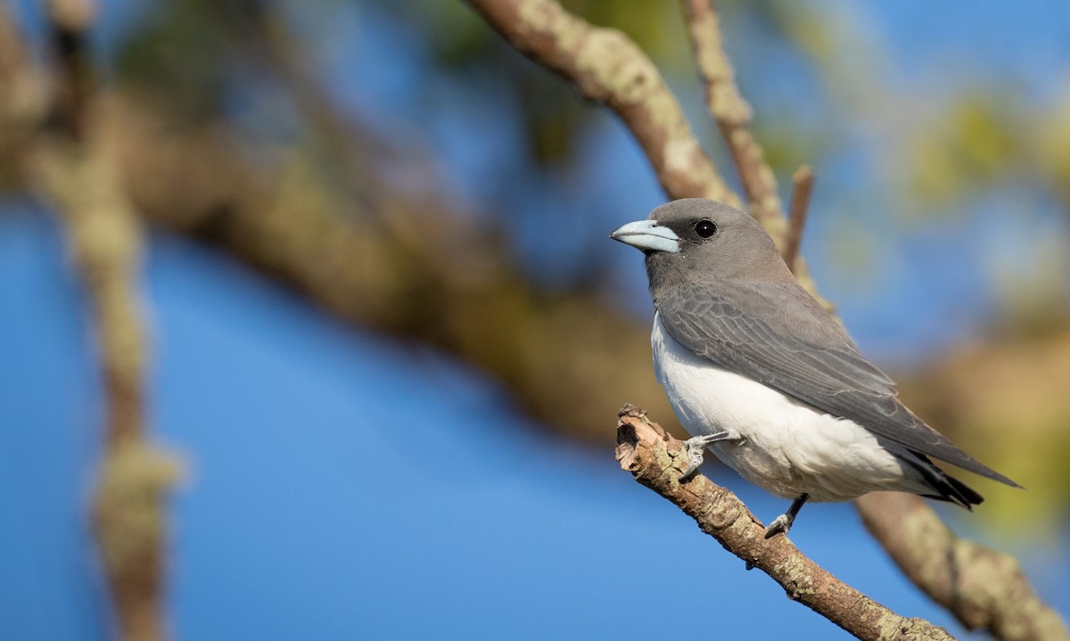 White-breasted Woodswallow - Ian Davies