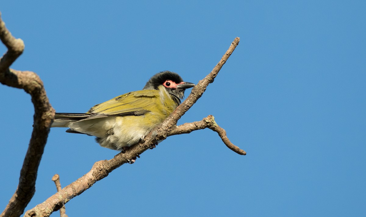 Australasian Figbird - Ian Davies