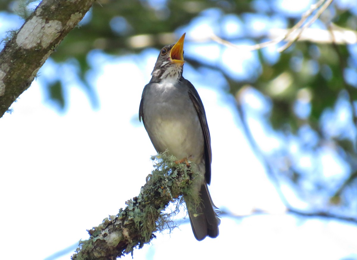 Blacksmith Thrush - Alex Mesquita / Cariama Ecotur
