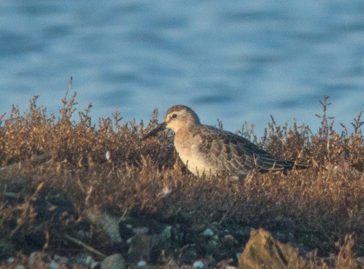 Curlew Sandpiper - ML78819541