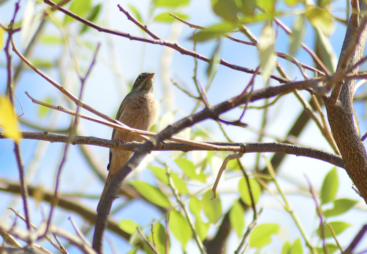 Gray-necked Bunting - Bhagyashree Kulkarni