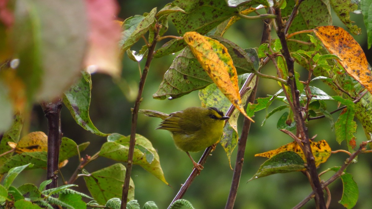 Black-crested Warbler - ML78820001