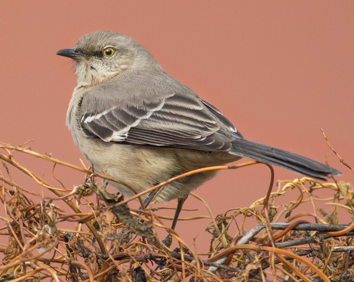 Northern Mockingbird - ML78820111