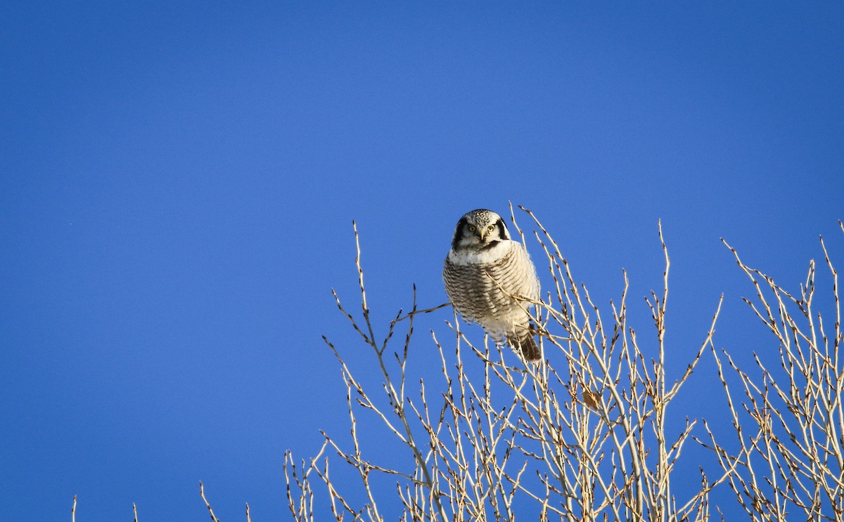 Northern Hawk Owl - ML78820191