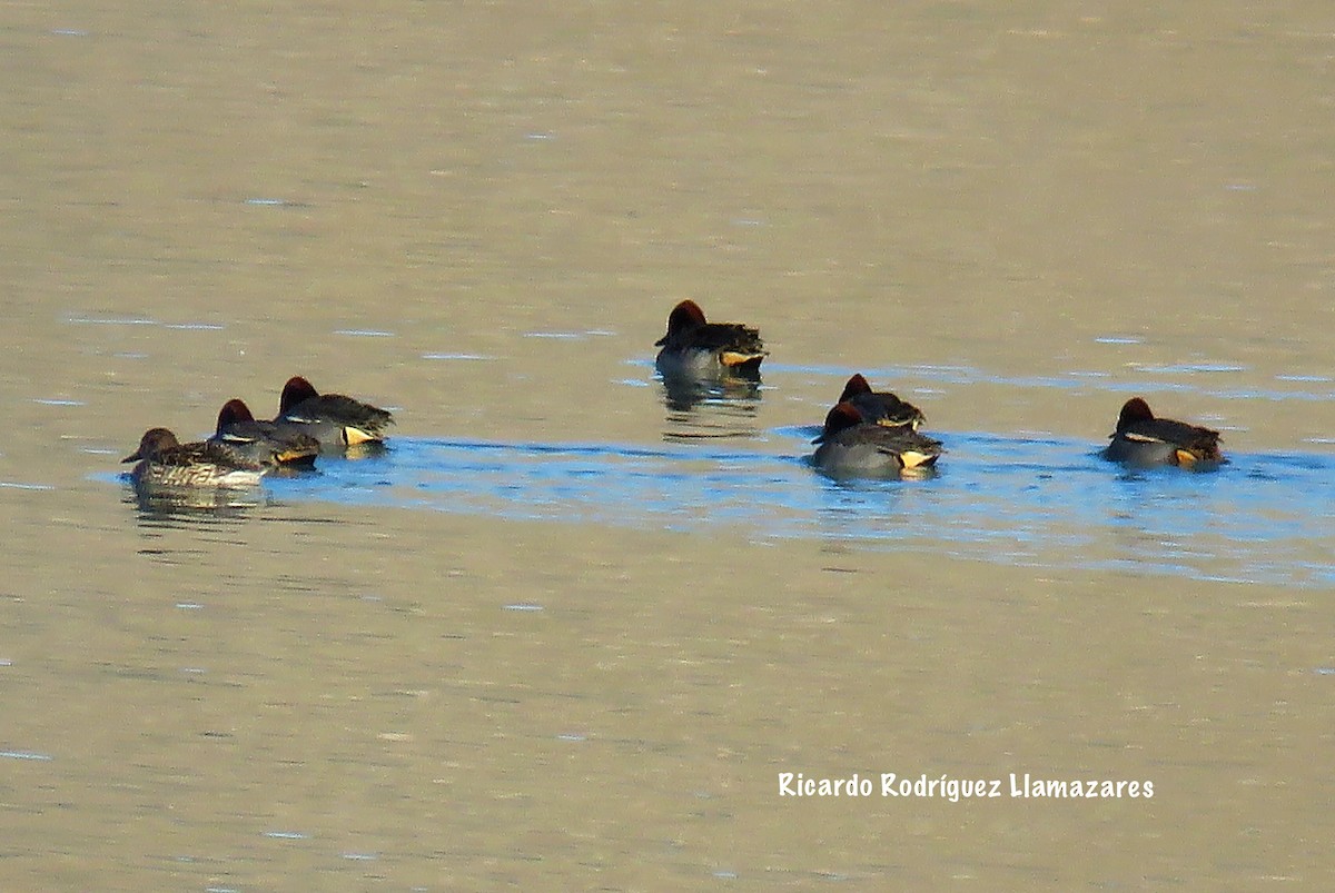 Green-winged Teal - ML78820241