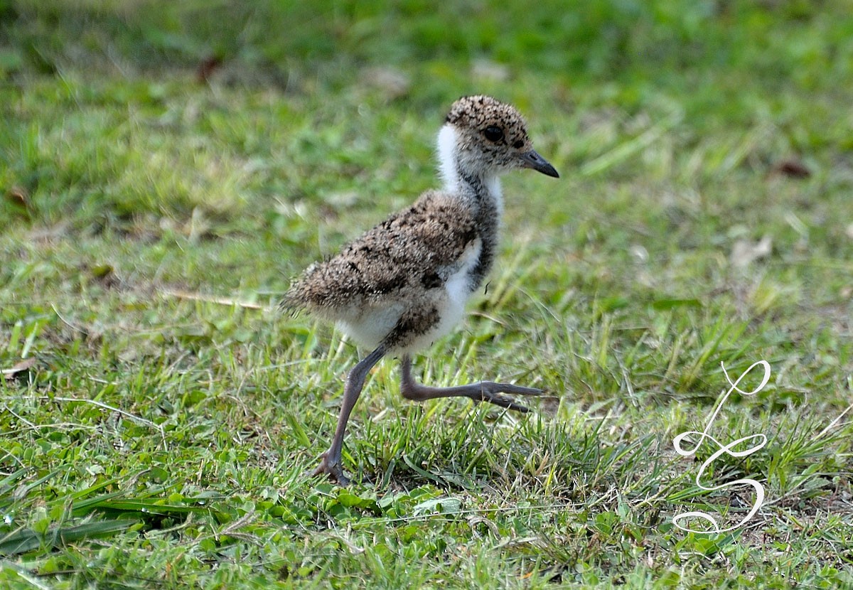 Southern Lapwing - ML78823371