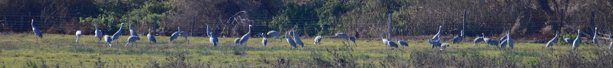 Grulla Canadiense - ML78824861