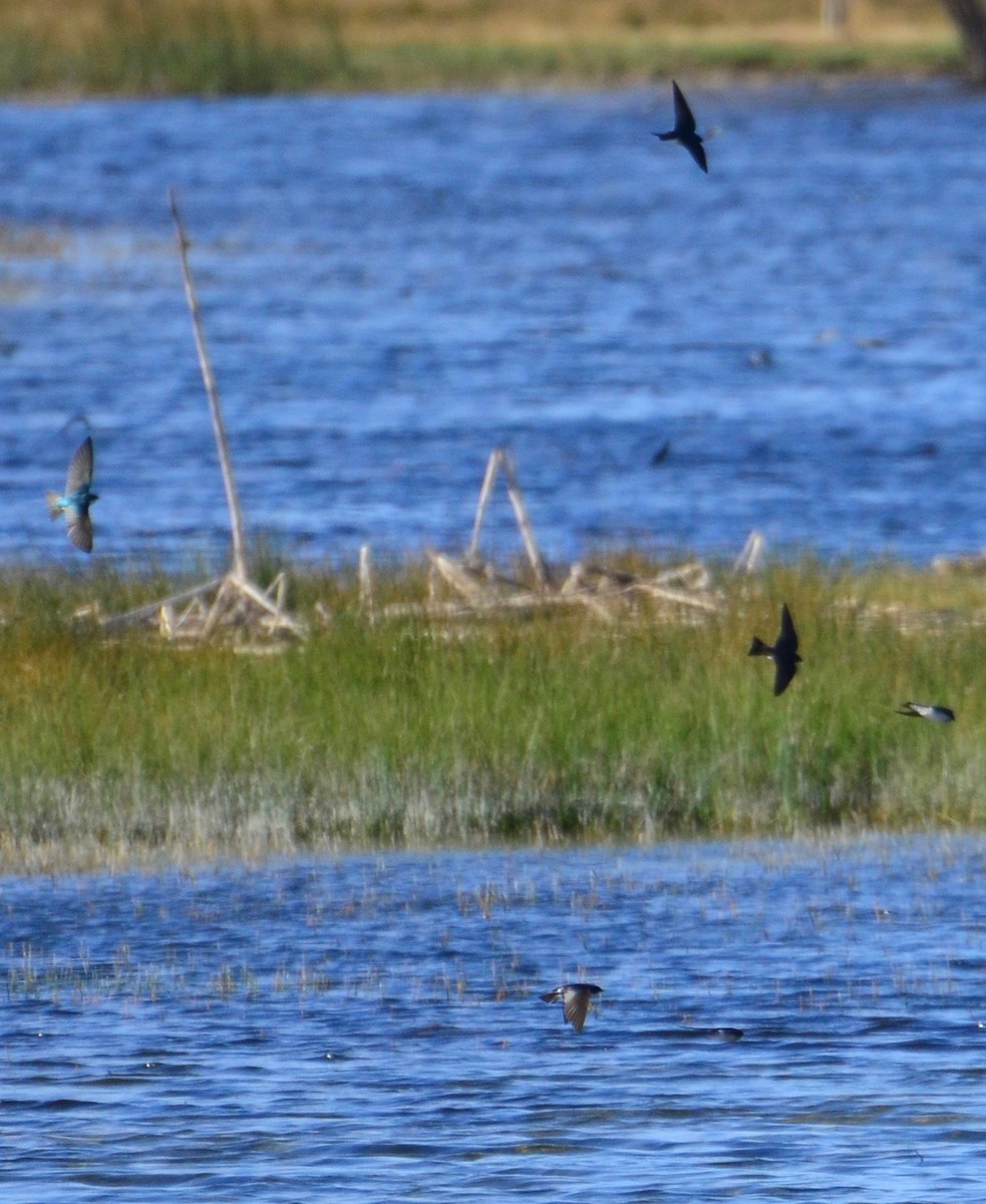 Golondrina Bicolor - ML78825641