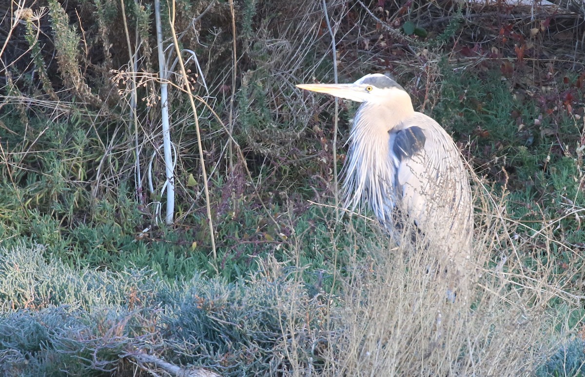 Great Blue Heron - Hendrik Swanepoel