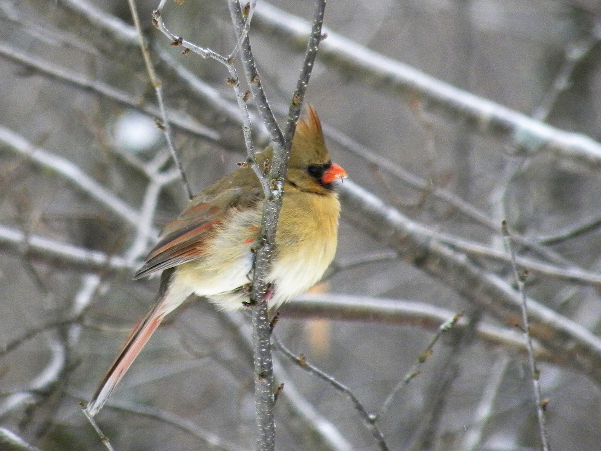 Cardinal rouge - ML78827141