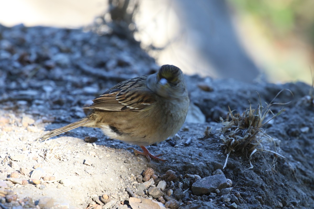 Golden-crowned Sparrow - ML78827231