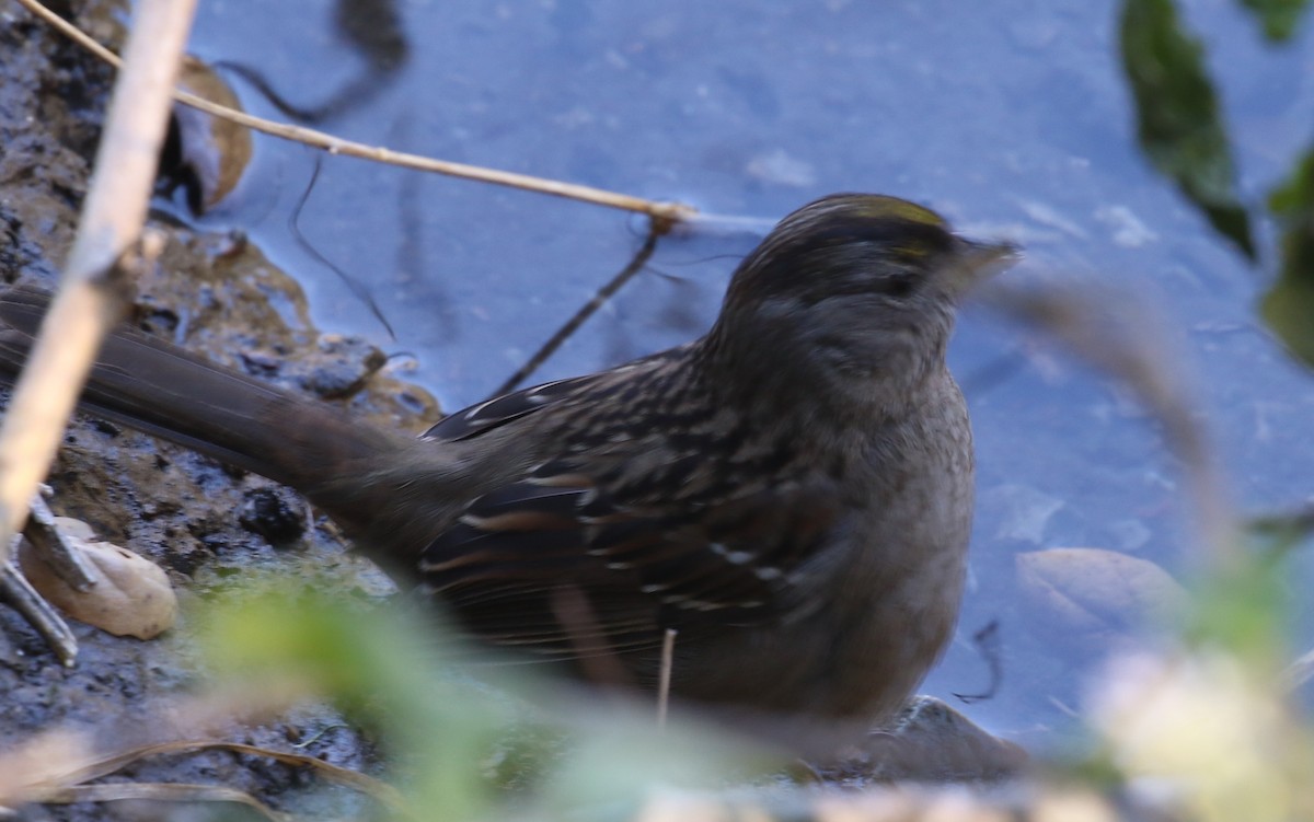 Golden-crowned Sparrow - ML78827371