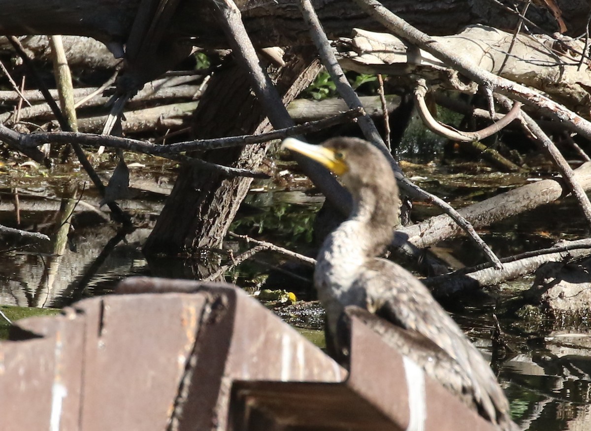 Double-crested Cormorant - ML78827471