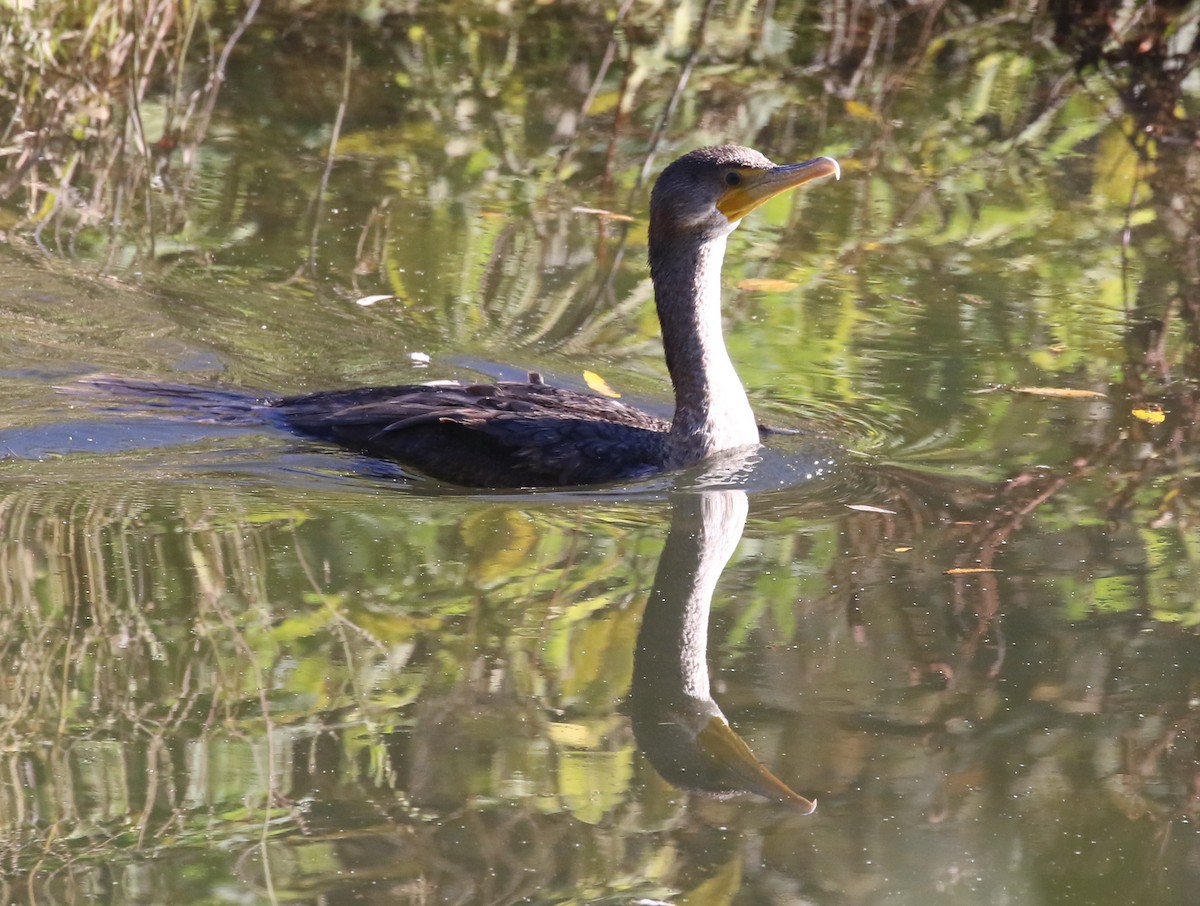 Double-crested Cormorant - ML78827521