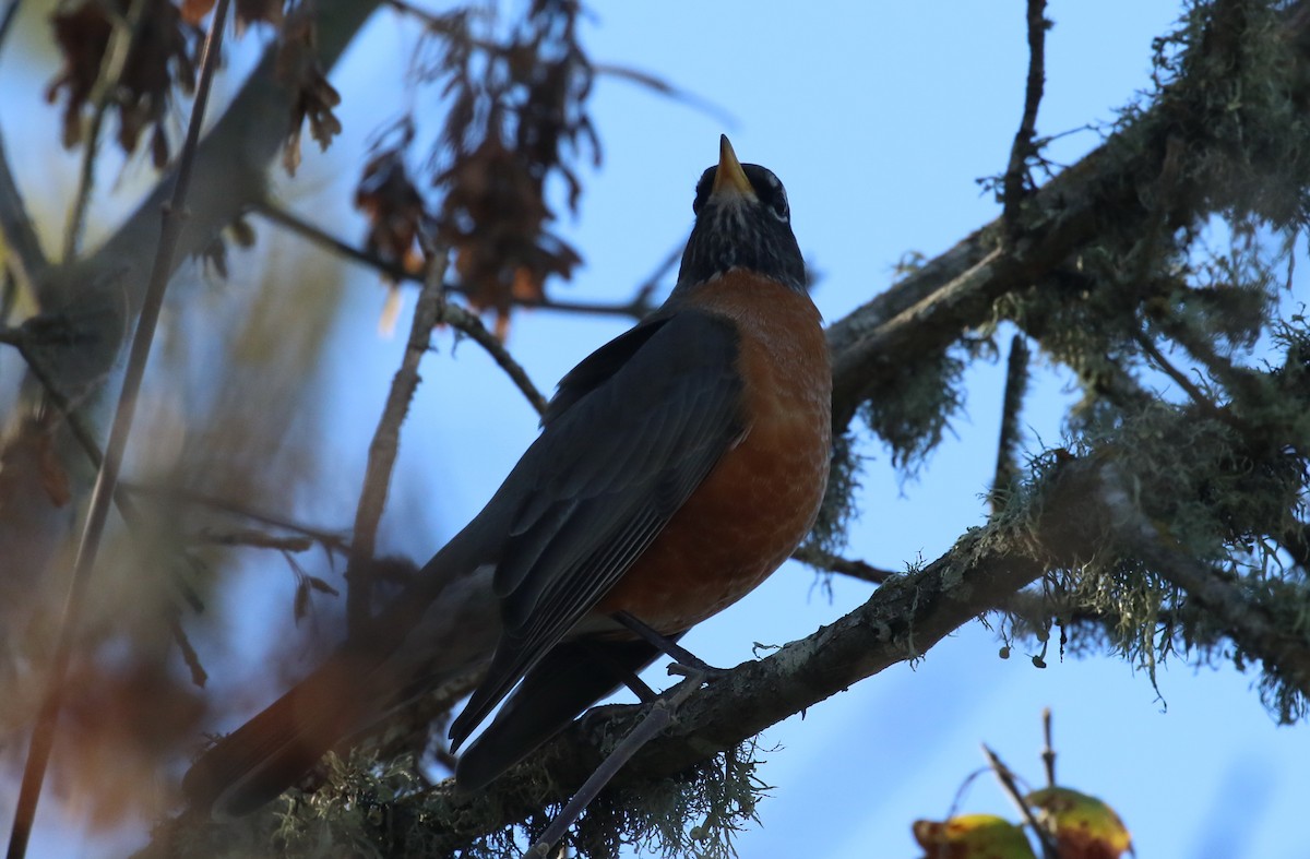 American Robin - ML78827631