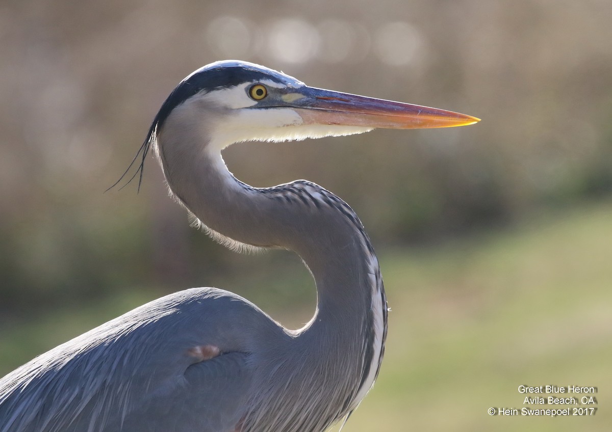 Great Blue Heron - ML78827851