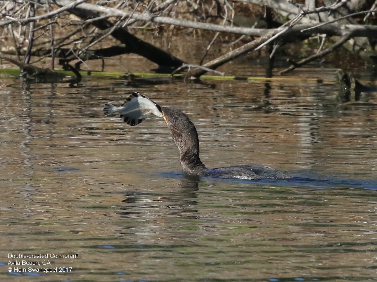 Double-crested Cormorant - ML78827911