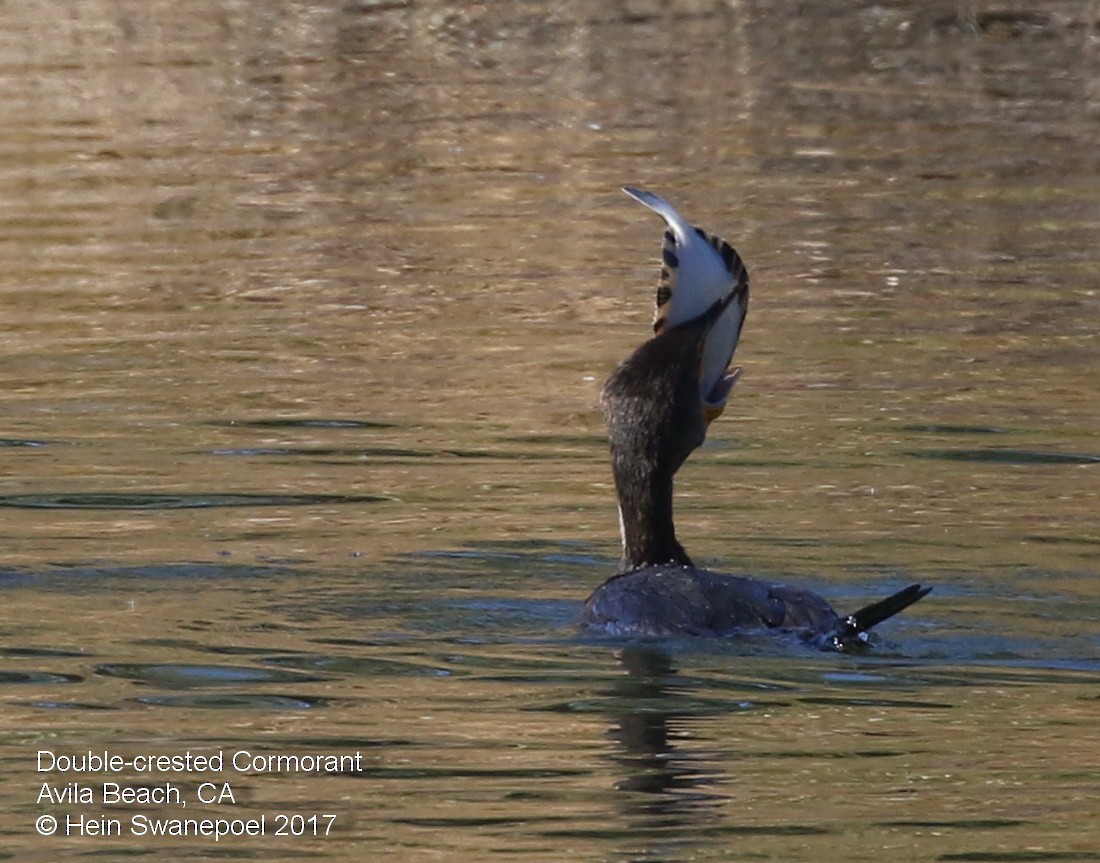 Double-crested Cormorant - ML78827931