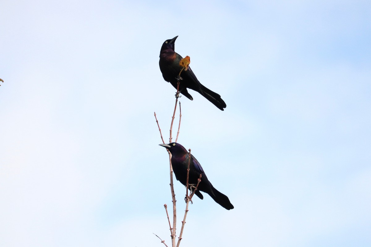 Common Grackle - Kacper Wierzchos