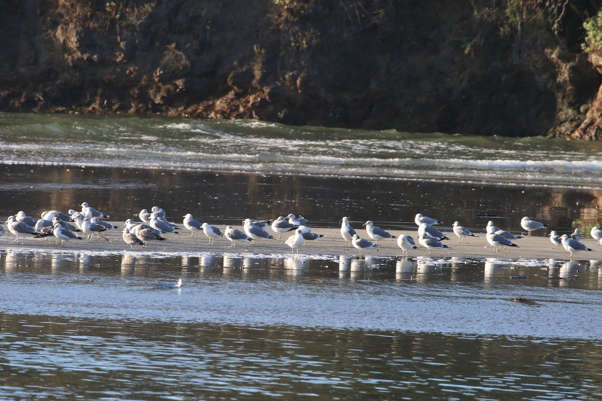 California Gull - ML78828581