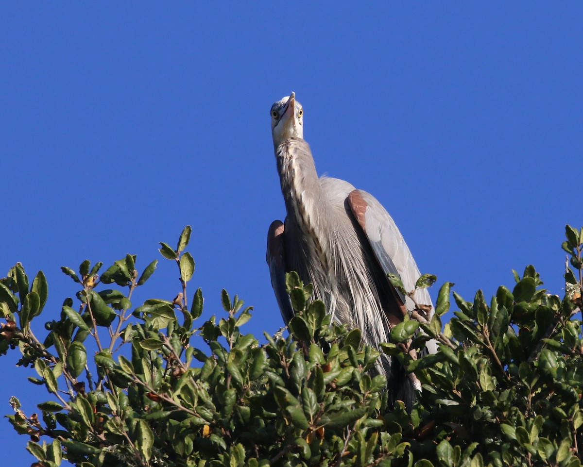 Great Blue Heron - Hendrik Swanepoel