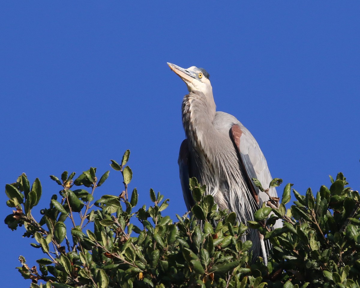 Great Blue Heron - ML78828641