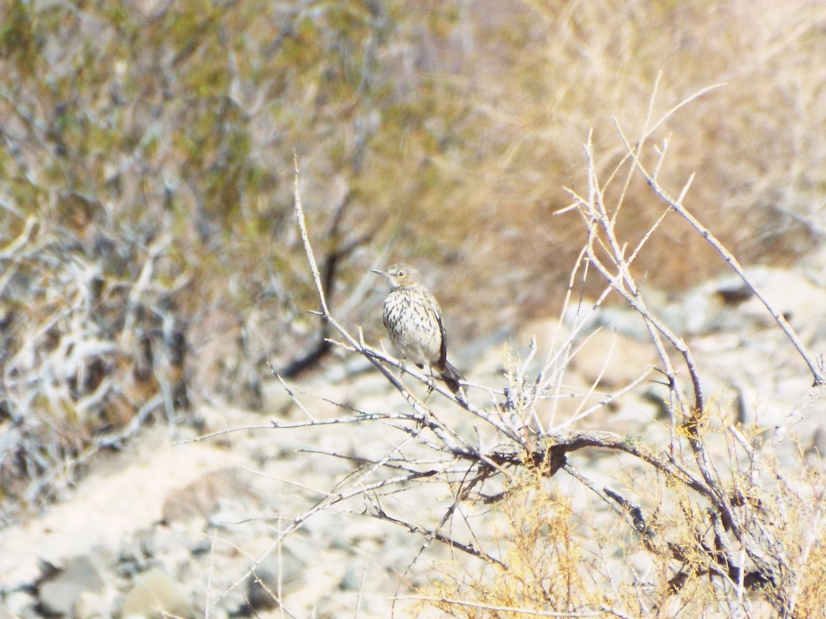 Sage Thrasher - ML78828861