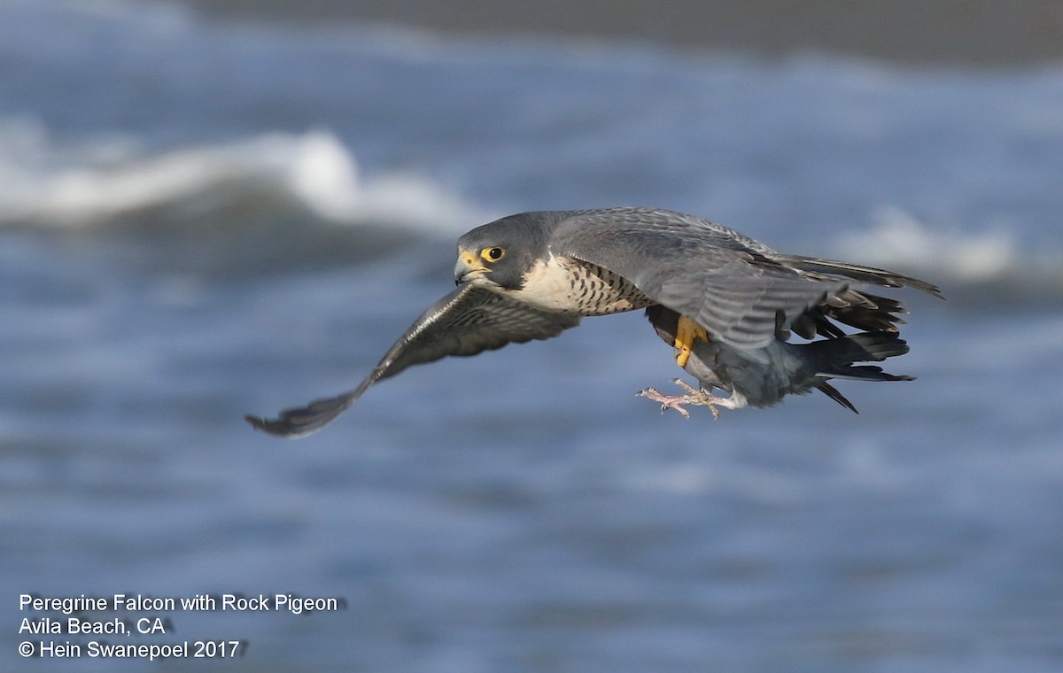 Peregrine Falcon - Hendrik Swanepoel