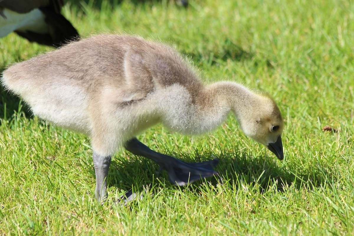 Canada Goose - 🦅 ꙅɒᴎoɔiʜƆ ʏɔɒɿT 🦃