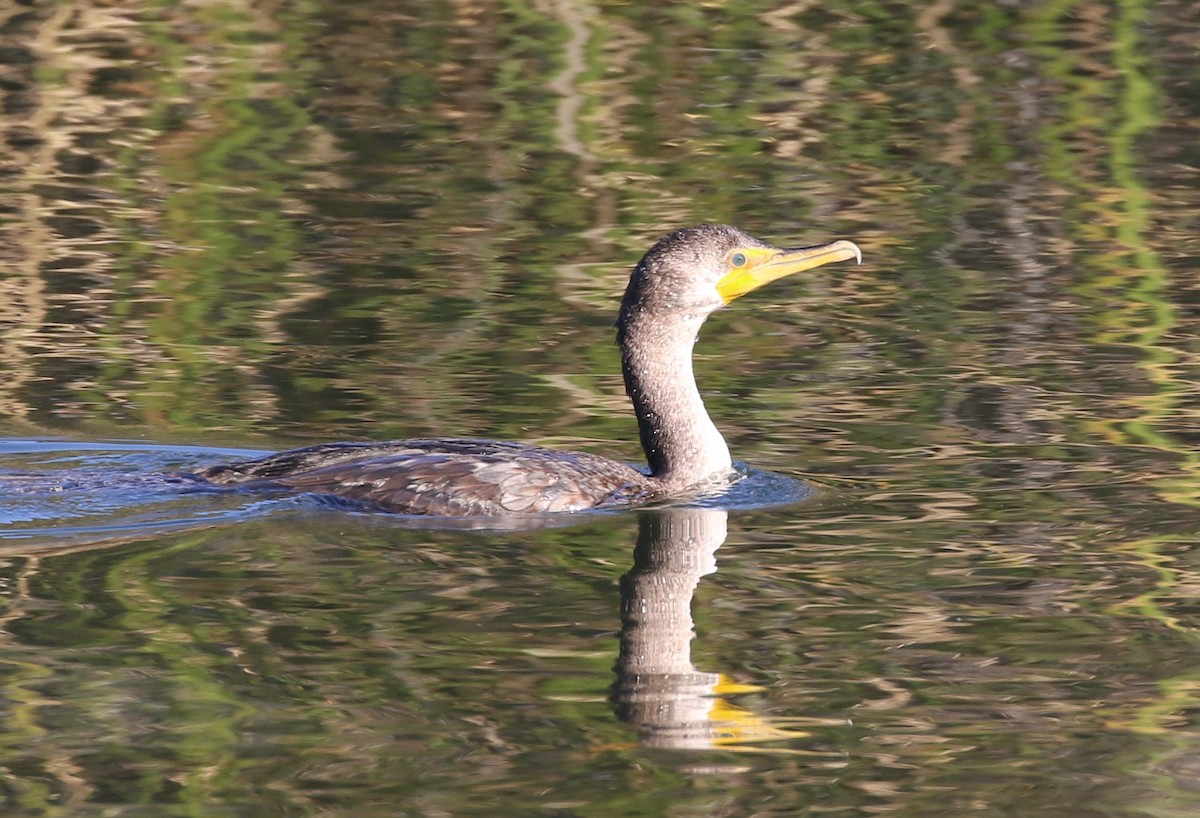Double-crested Cormorant - ML78829971
