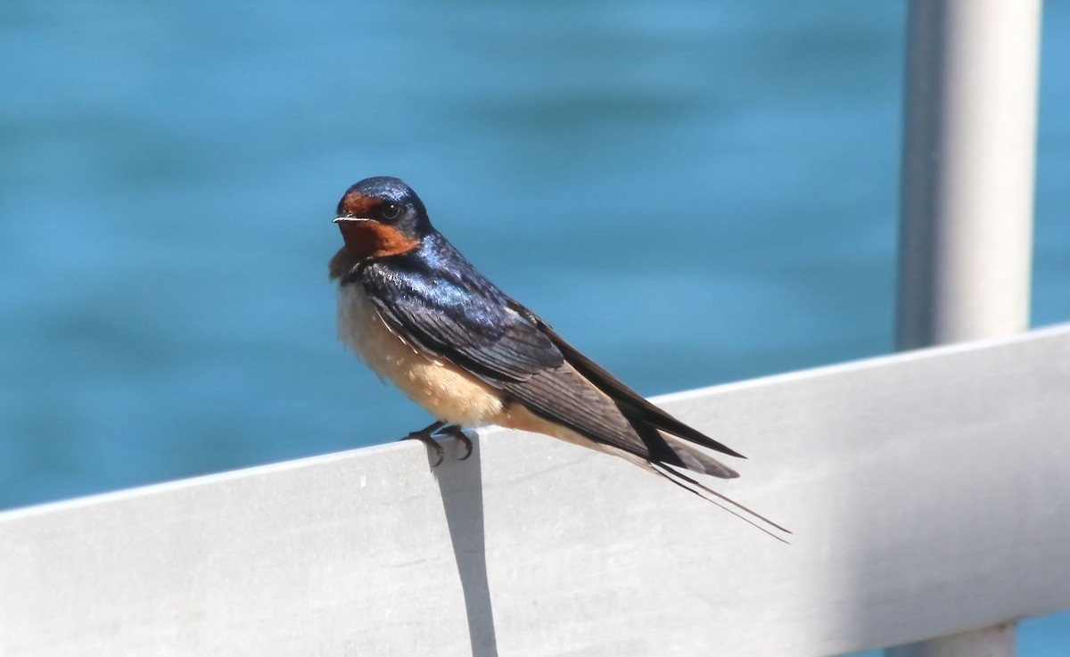 Barn Swallow - 🦅 ꙅɒᴎoɔiʜƆ ʏɔɒɿT 🦃