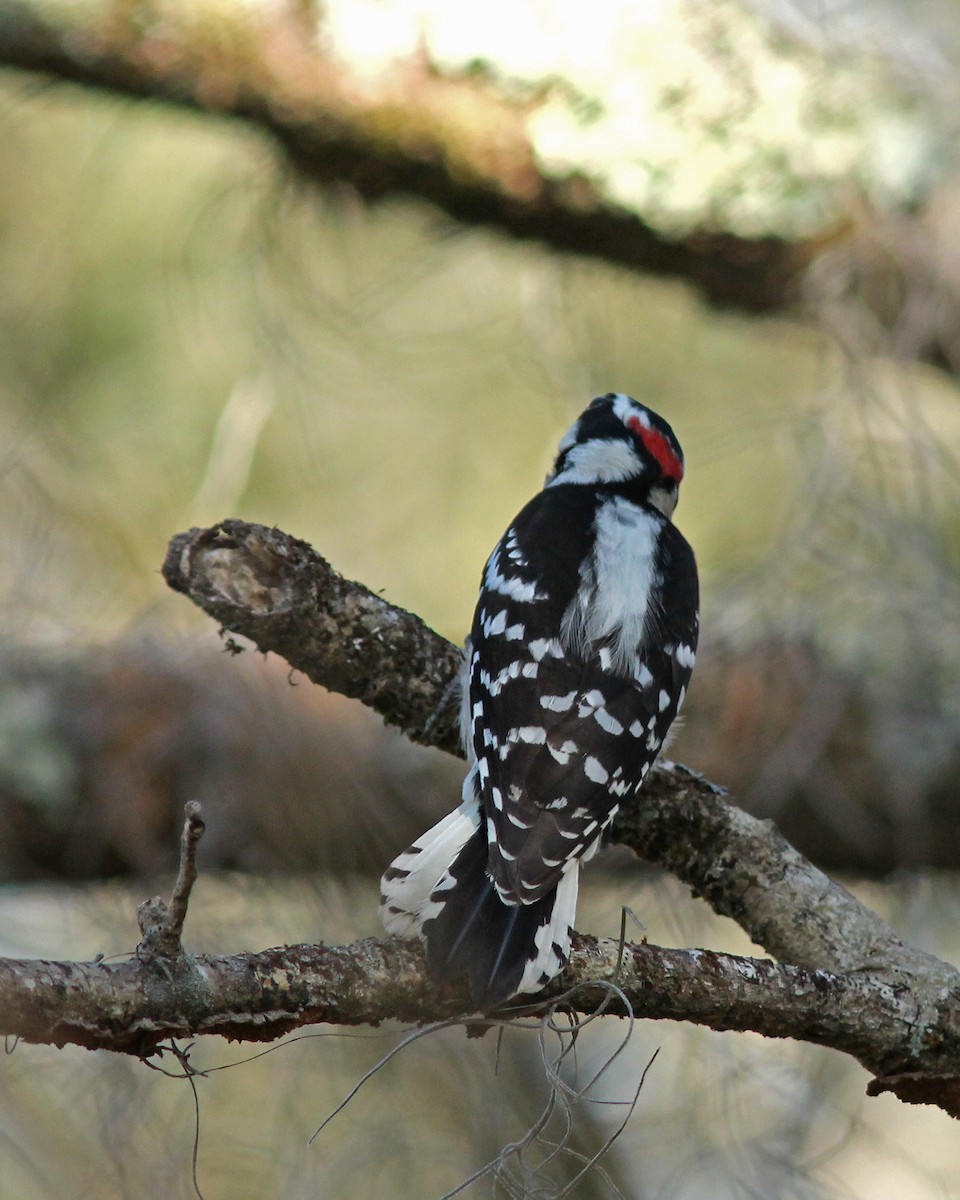 Downy Woodpecker - Mary Keim