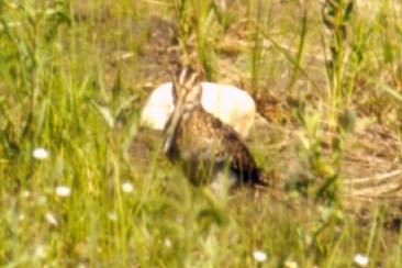 Wilson's Snipe - ML78832401