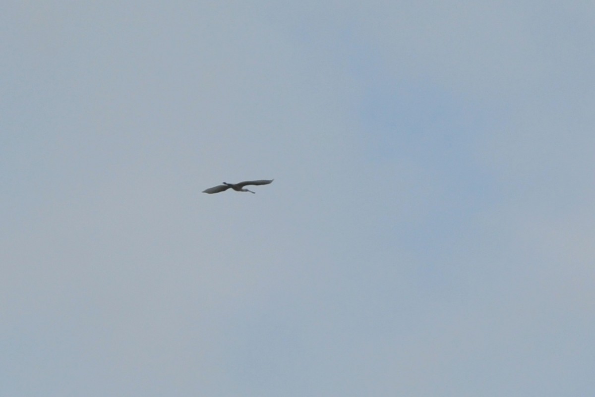 Халбаган хошуут - ML78834591