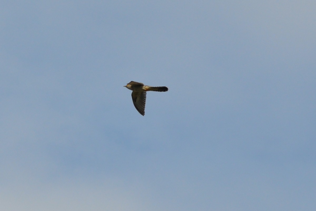 Эгэл хөхөө - ML78834631