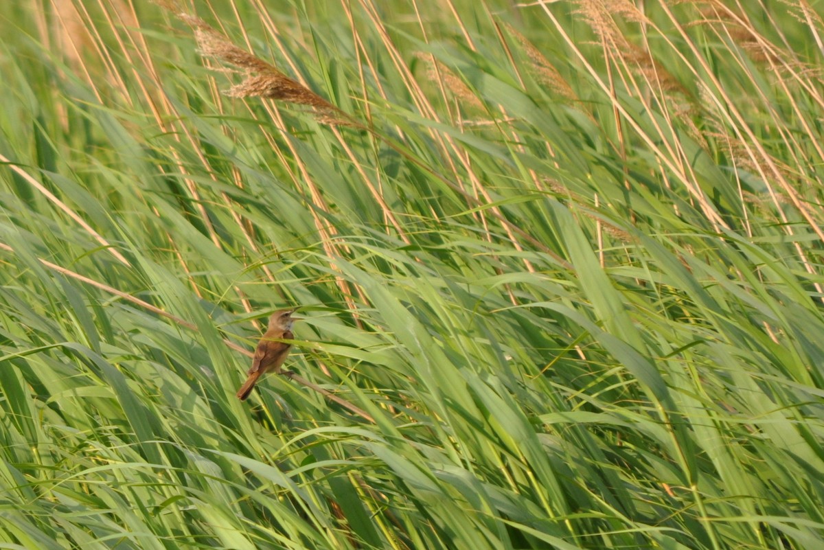 Их охил бялзуухай - ML78834661