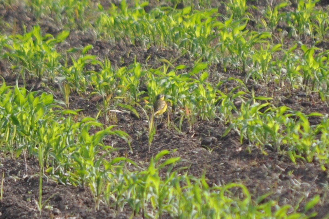 Өрнийн шар цэгцгий - ML78834711