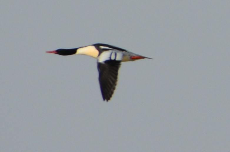 Scaly-sided Merganser - ML78835171