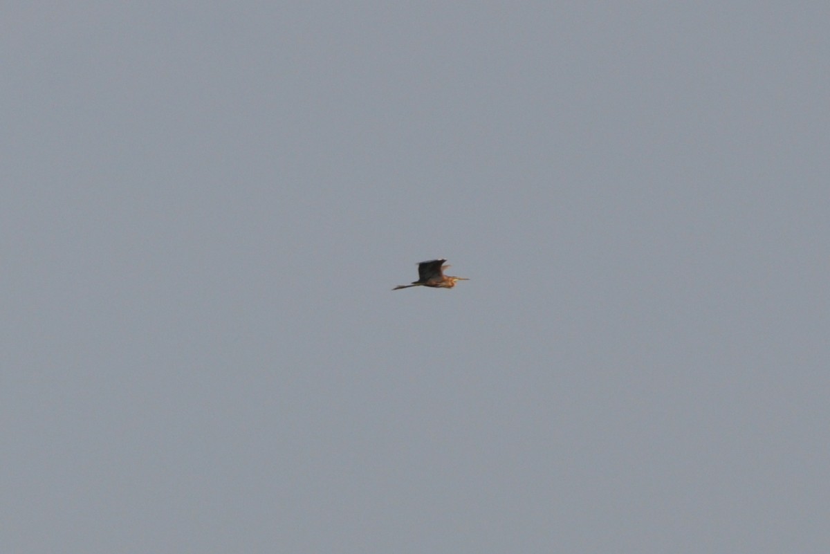 Зээрд дэглий - ML78835881