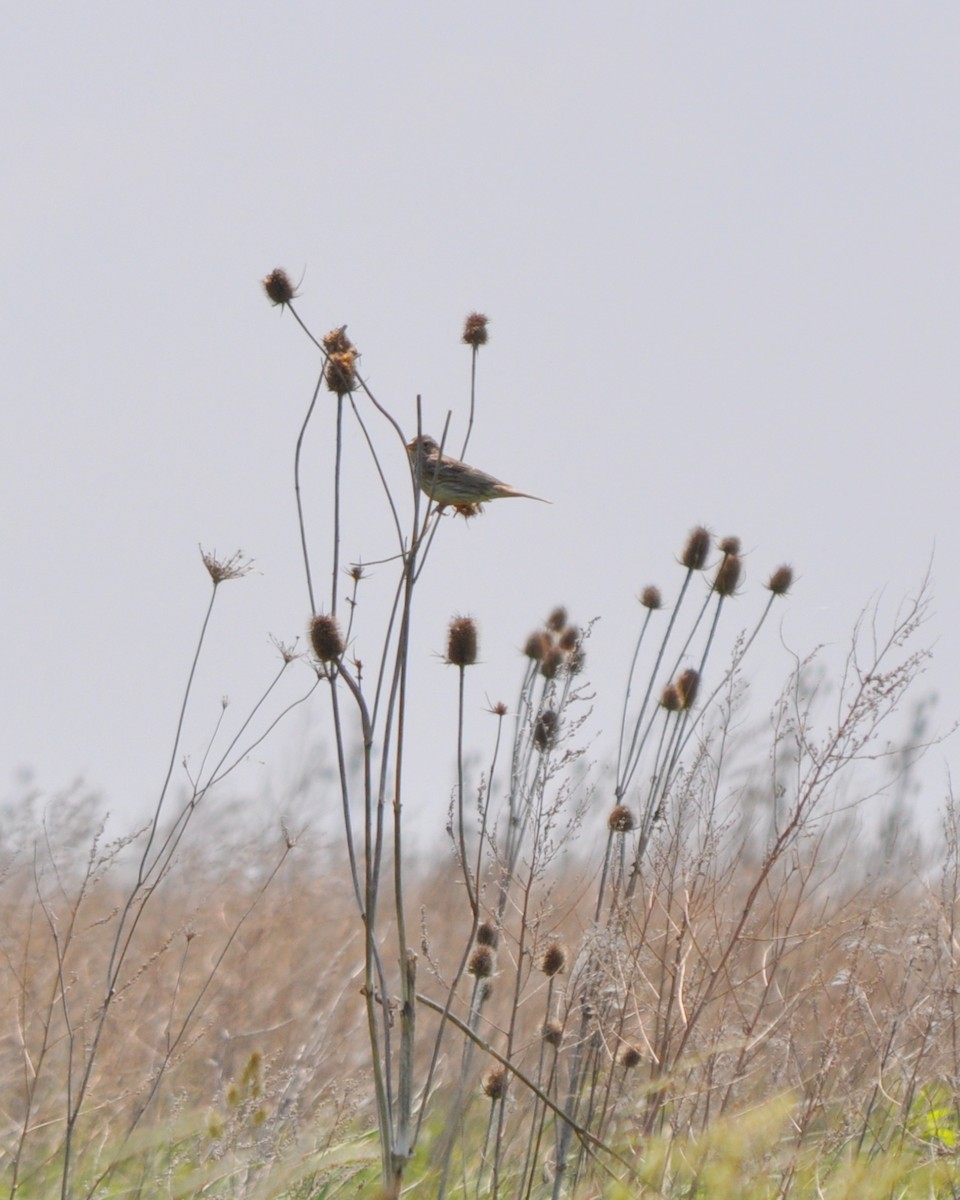 Corn Bunting - ML78836161