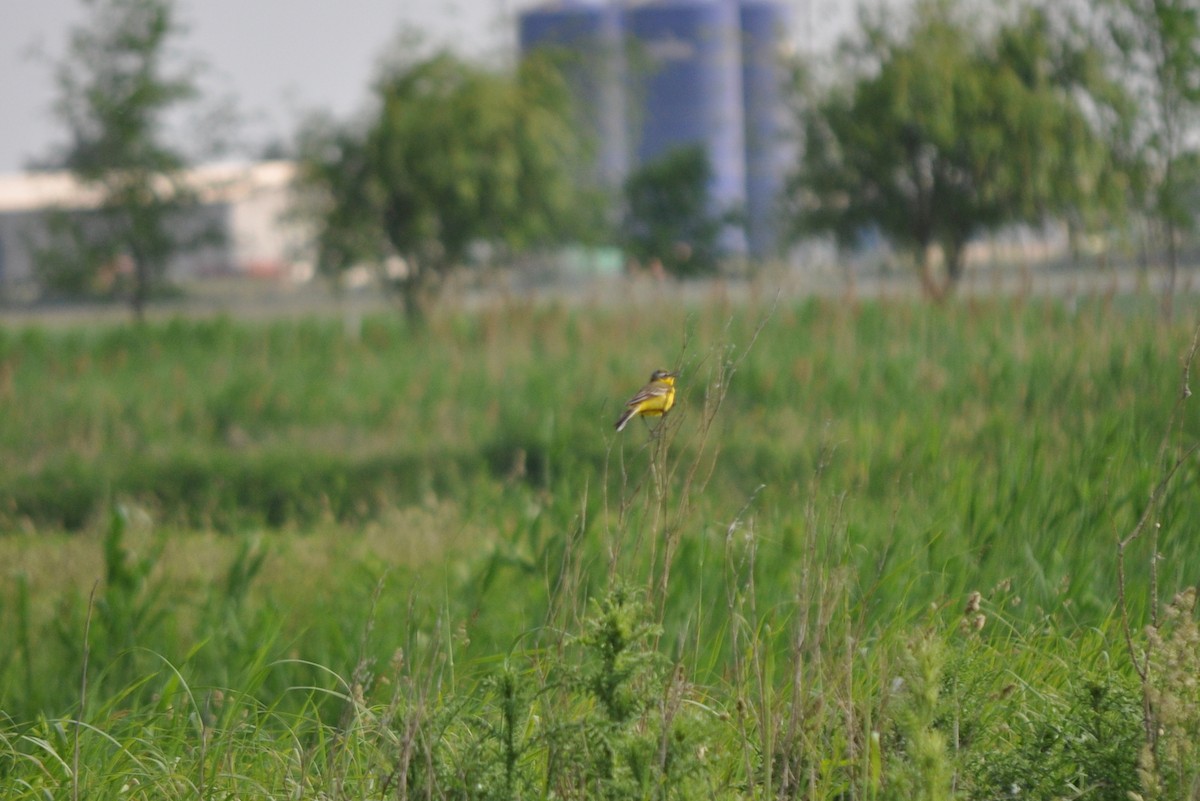 Өрнийн шар цэгцгий - ML78836451