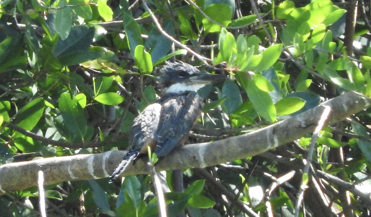 Ringed Kingfisher - ML78836711