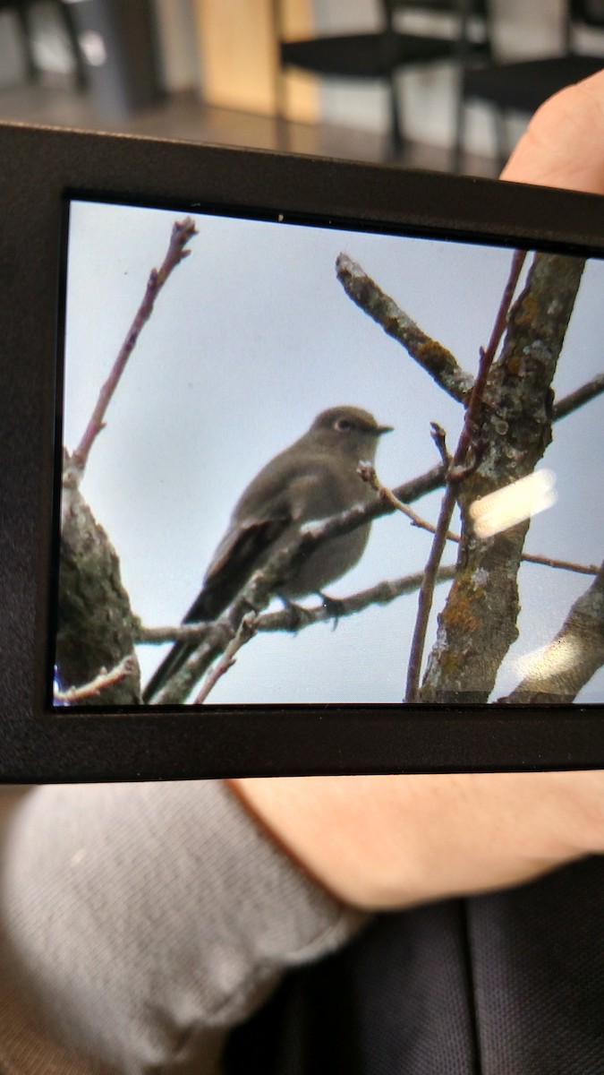 Townsend's Solitaire - ML78836821
