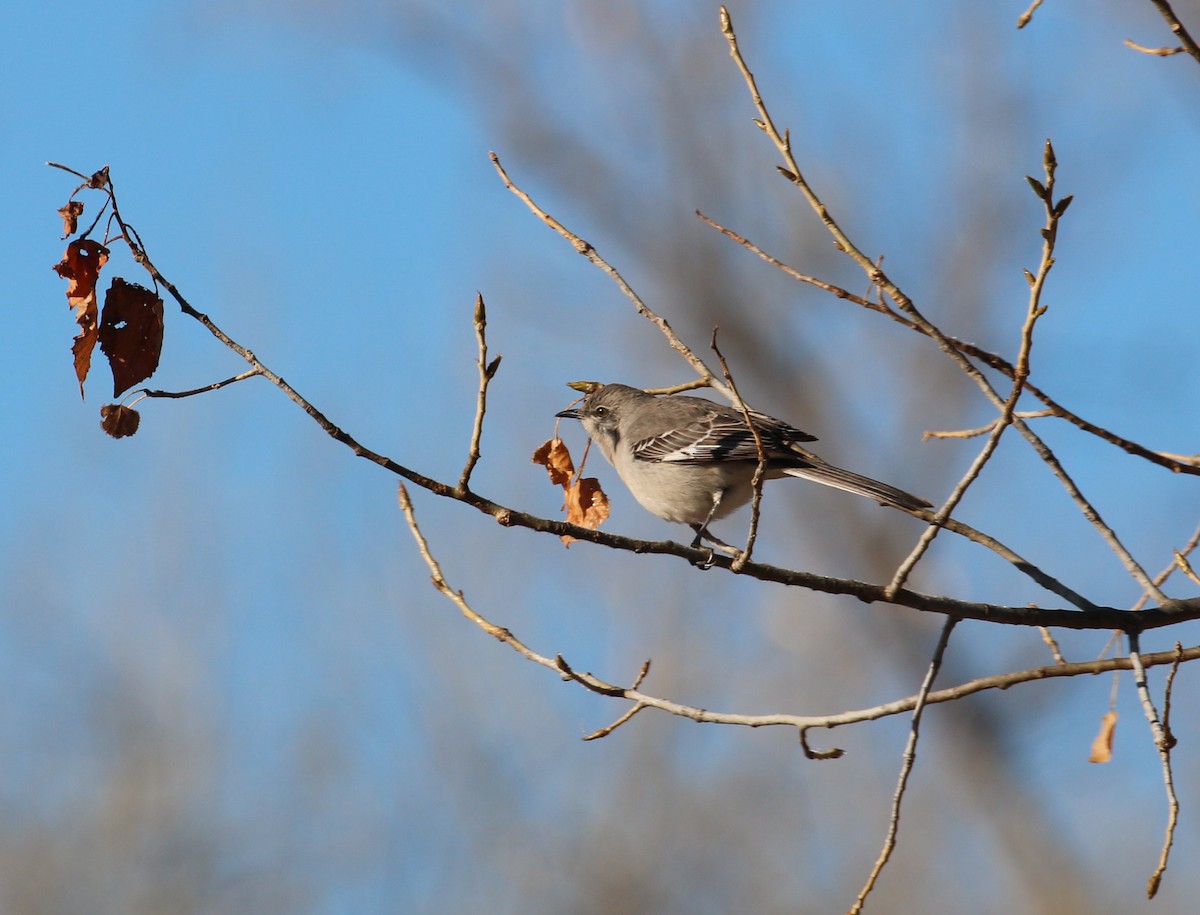 Northern Mockingbird - ML78838721