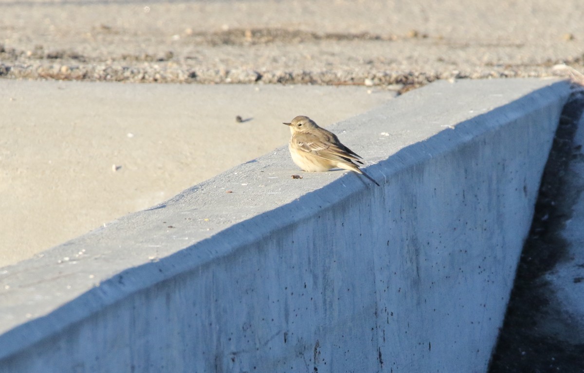 American Pipit - Pair of Wing-Nuts