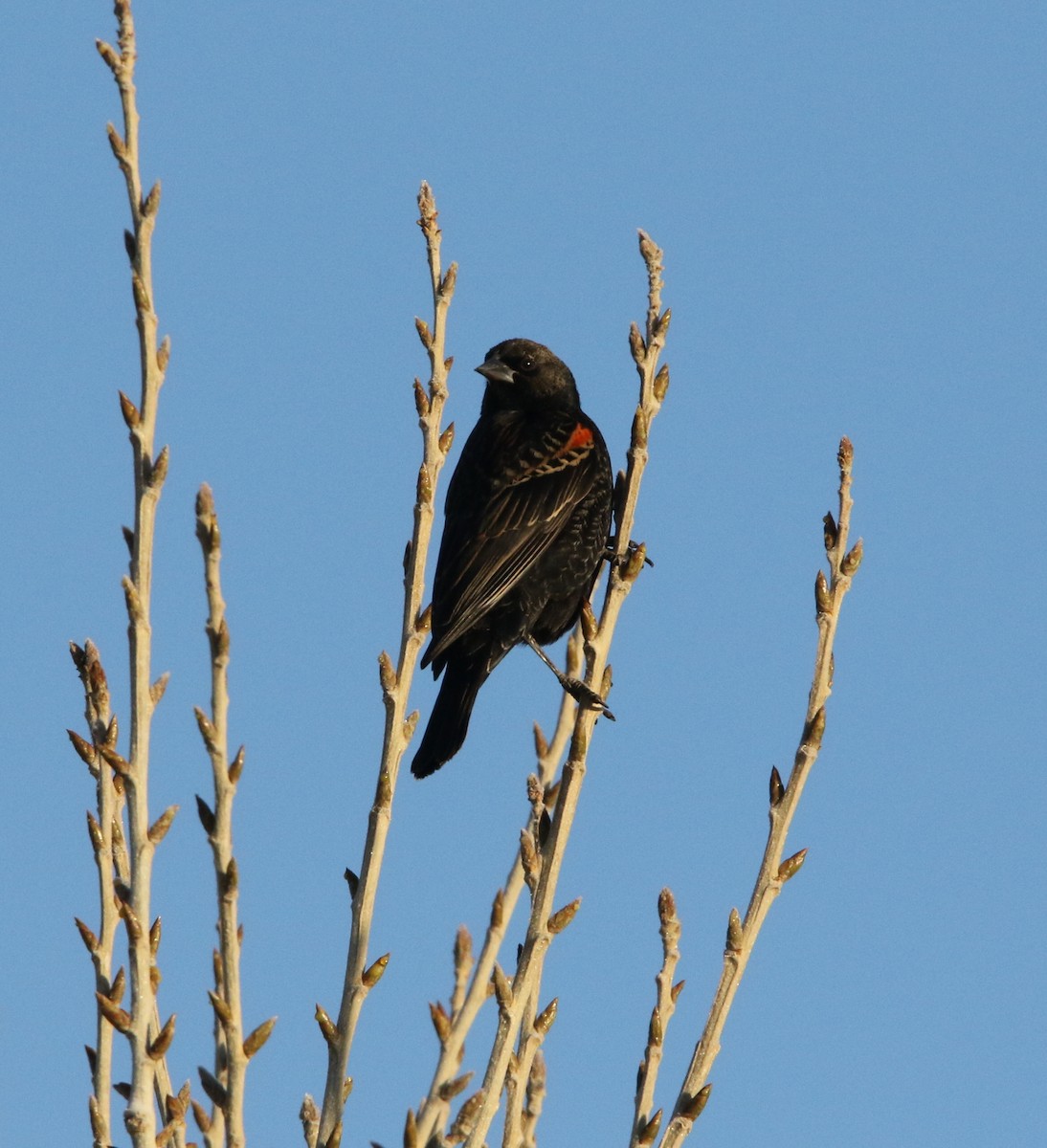 Red-winged Blackbird - Pair of Wing-Nuts