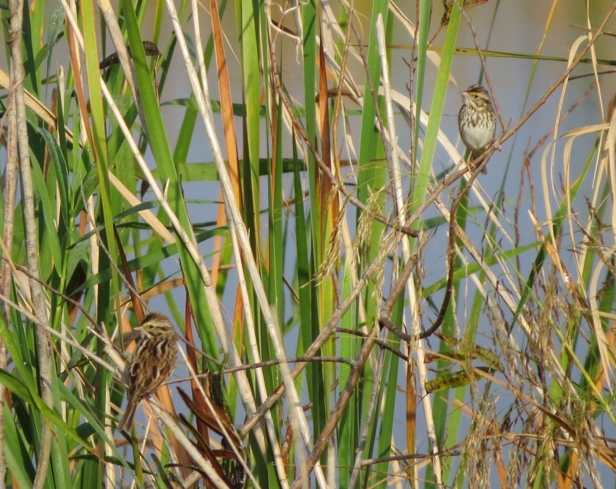 Savannah Sparrow - Susan Young