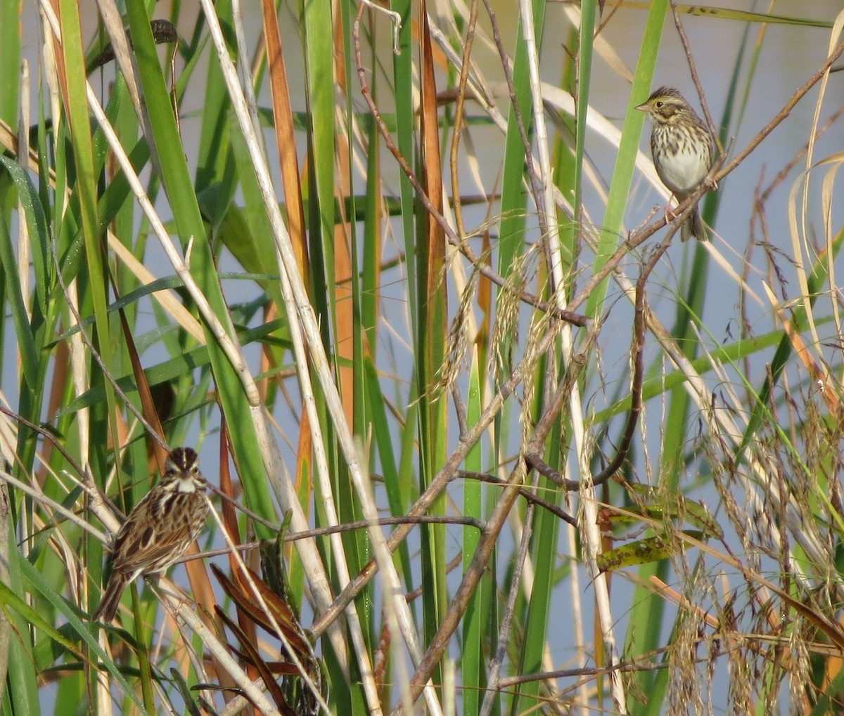 Savannah Sparrow - Susan Young