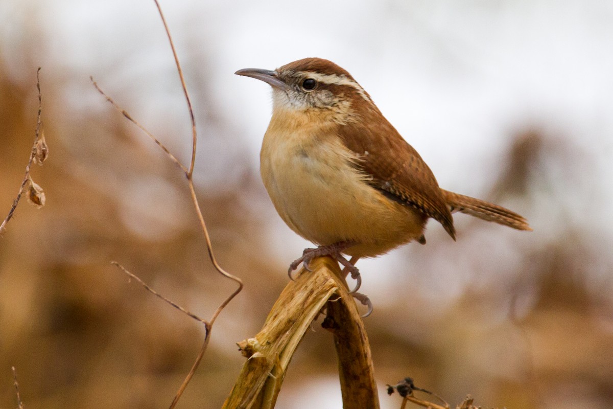 Carolina Wren - Matthew Gasperoni
